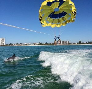 Dolphins and parasailing