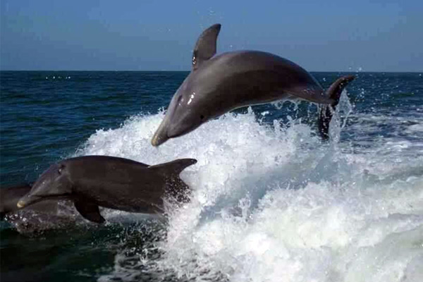 Dolphin tours