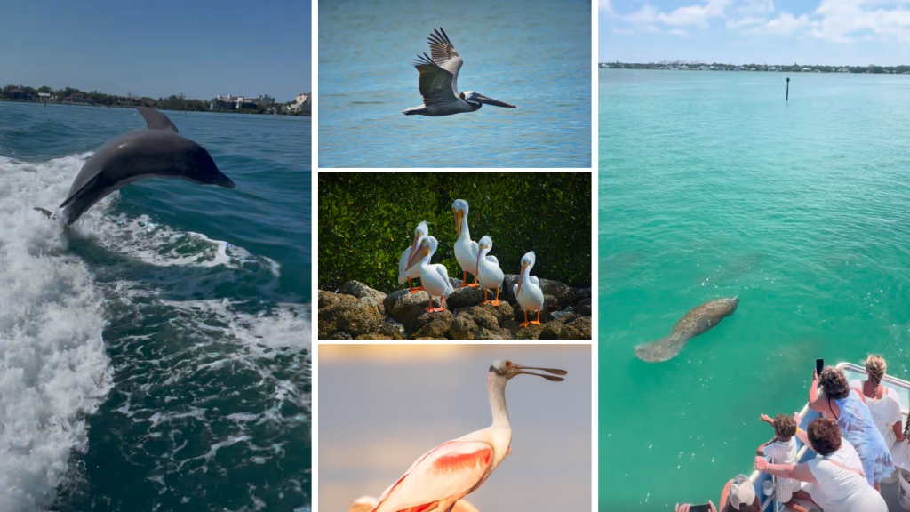 Guests spotting dolphins and coastal wildlife during a sightseeing cruise in Siesta Key, Florida