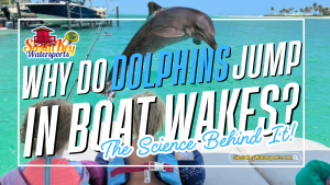 Read more about the article Why Do Dolphins Jump in Boat Wakes? | Sarasota Dolphins